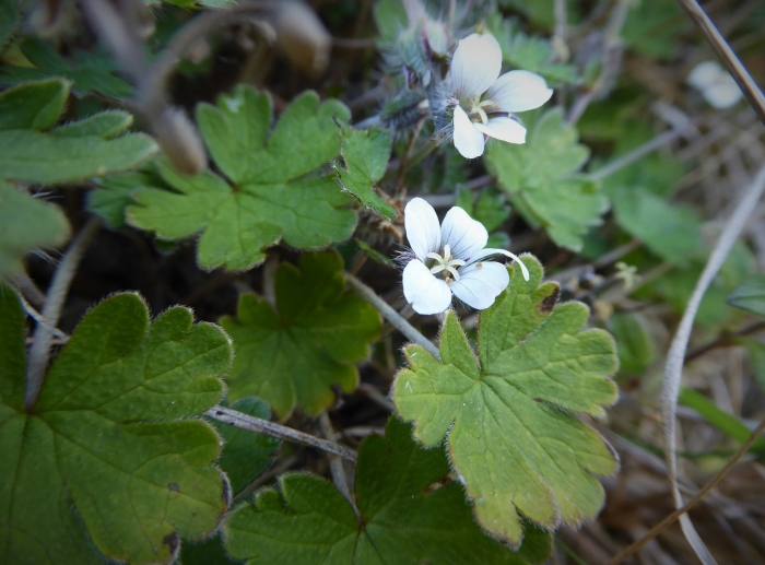 Geranium sessiliflorum image