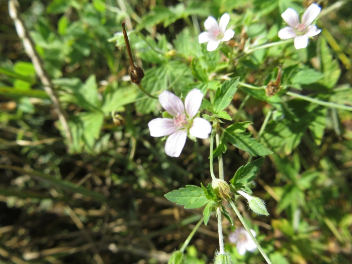 Geranium sibiricum image