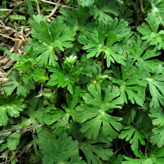 Geranium texanum image