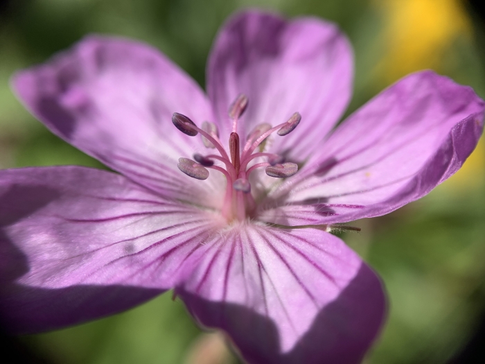 Geranium viscosissimum image