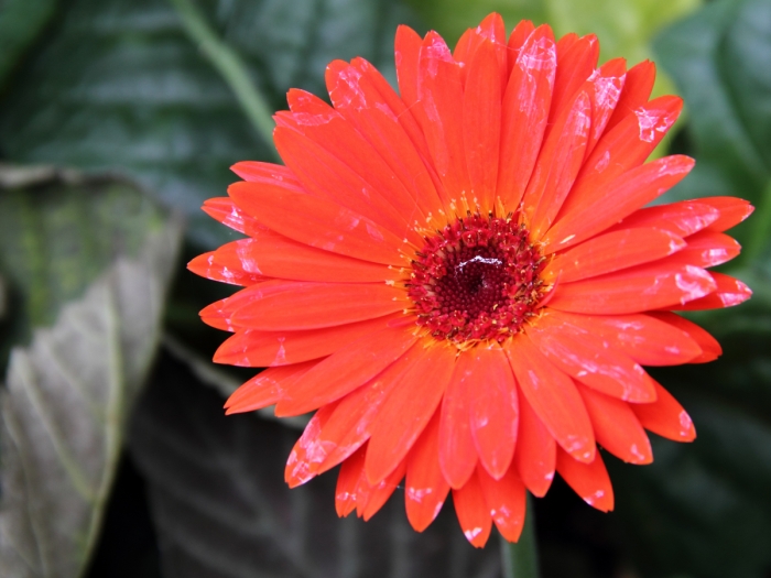 Gerbera jamesonii image