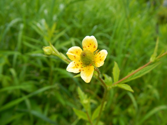 Geum aleppicum image