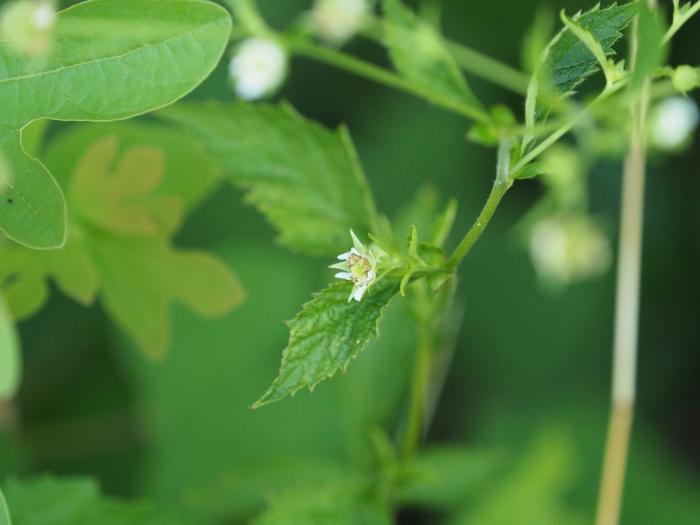 Geum canadense image