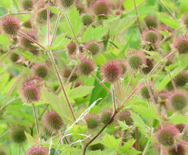 Geum laciniatum image