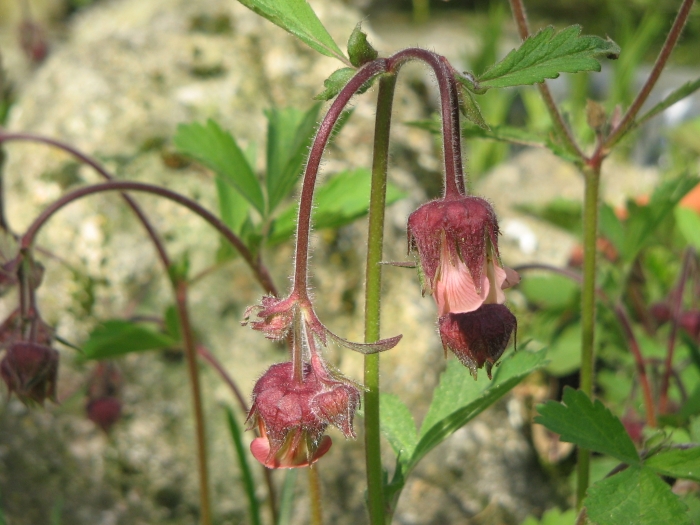 Geum rivale image