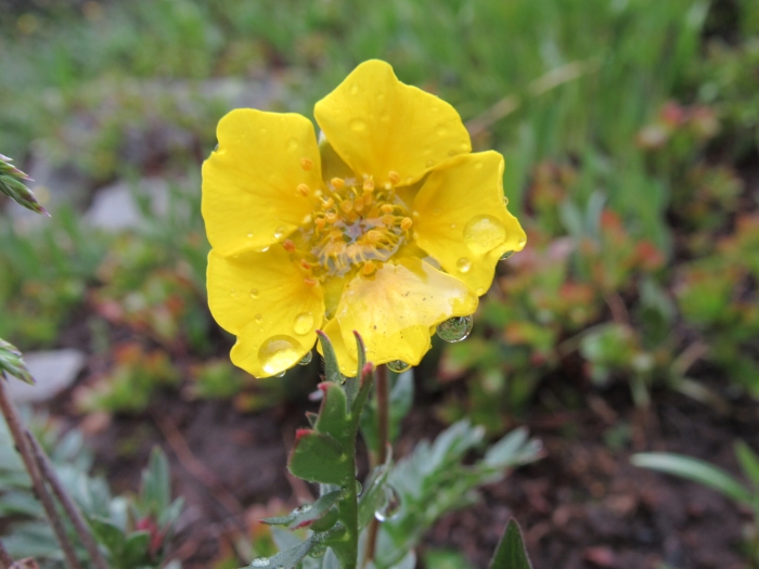 Geum rossii image
