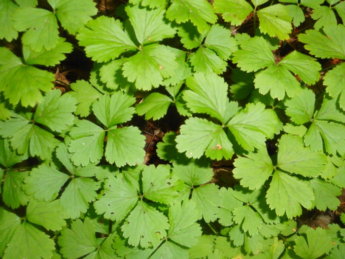 Geum ternatum image