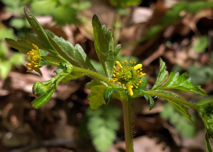 Geum vernum image