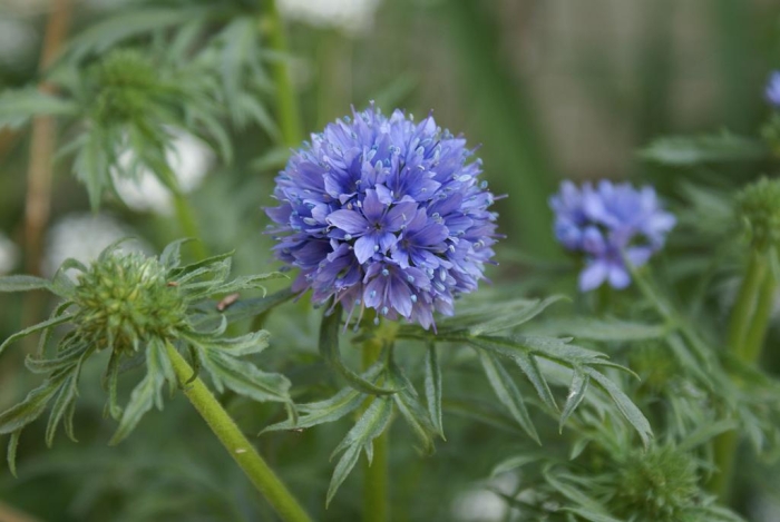 Gilia capitata image