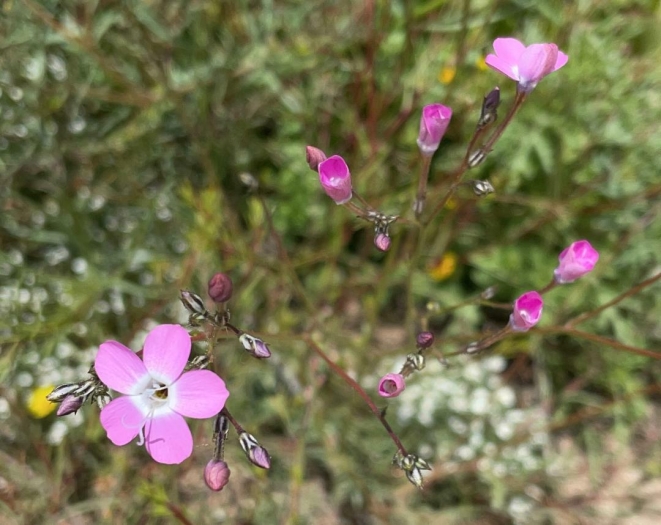 Gilia leptantha image