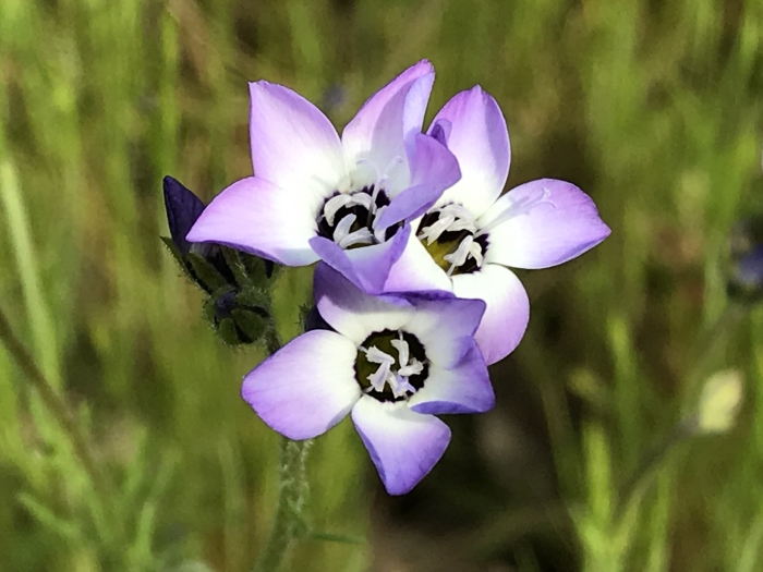 Gilia tricolor image