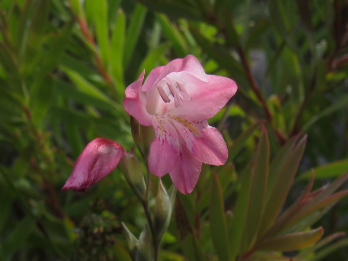 Gladiolus brevifolius image