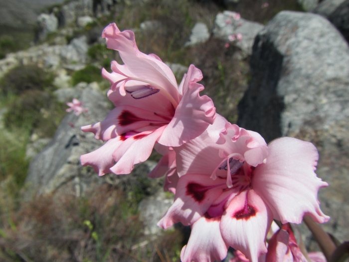 Gladiolus carneus image