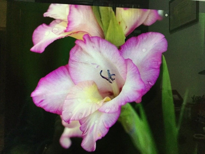 Gladiolus communis image
