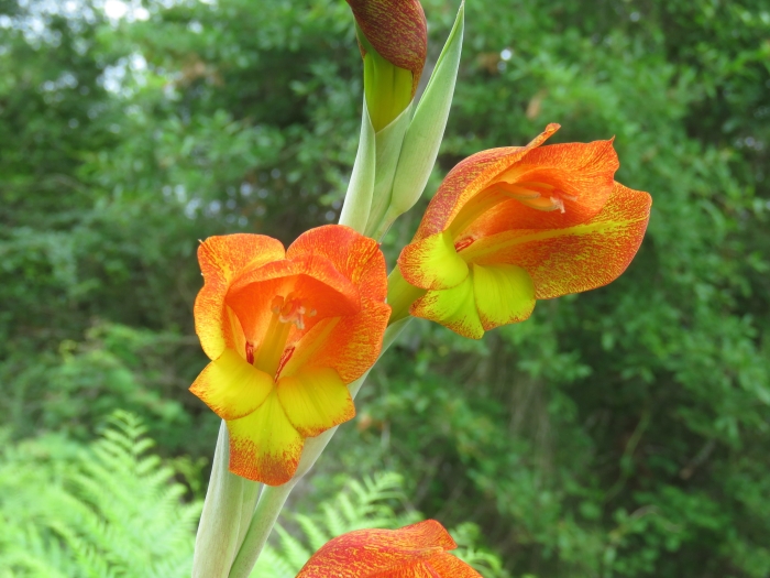 Gladiolus dalenii image