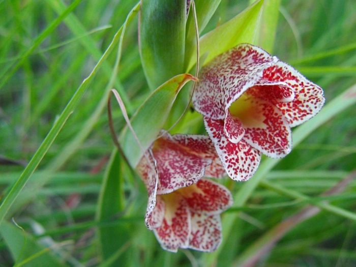 Gladiolus ecklonii image