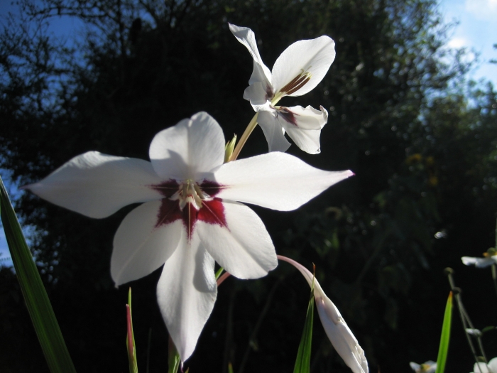 Gladiolus murielae image