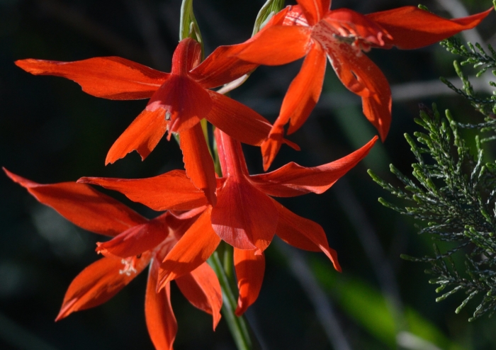 Gladiolus watsonius image