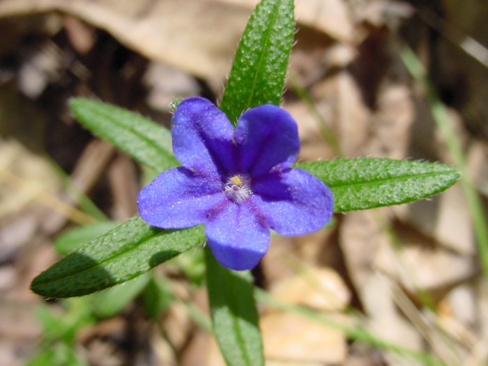 Glandora prostrata image