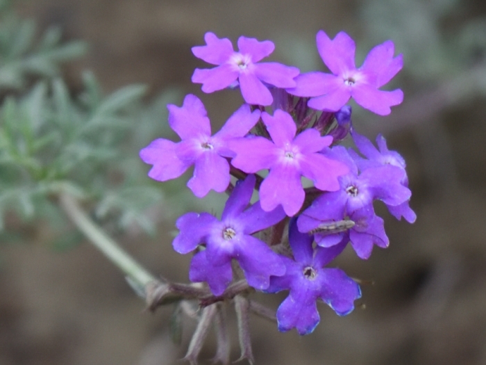 Glandularia aristigera image