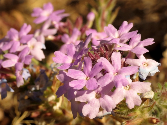 Glandularia gooddingii image