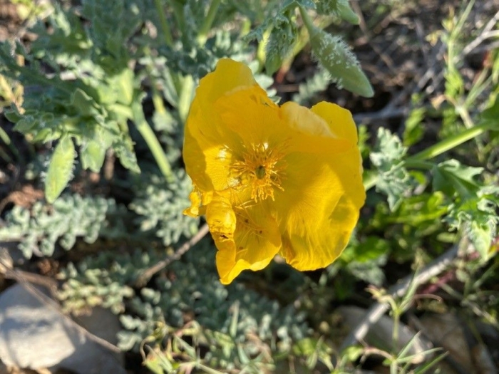 Glaucium flavum image
