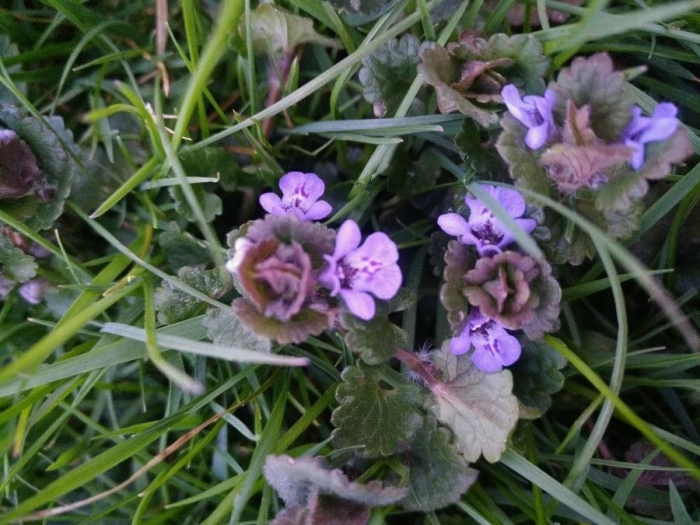 Glechoma hederacea image