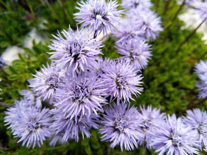 Globularia cordifolia image