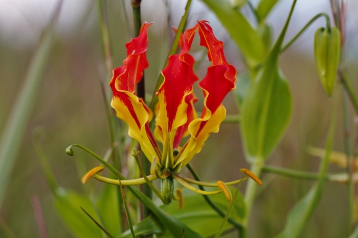 Gloriosa superba image