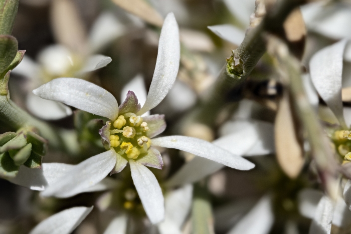 Glossopetalon spinescens image