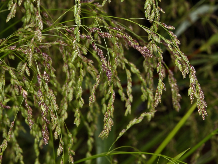Glyceria elata image