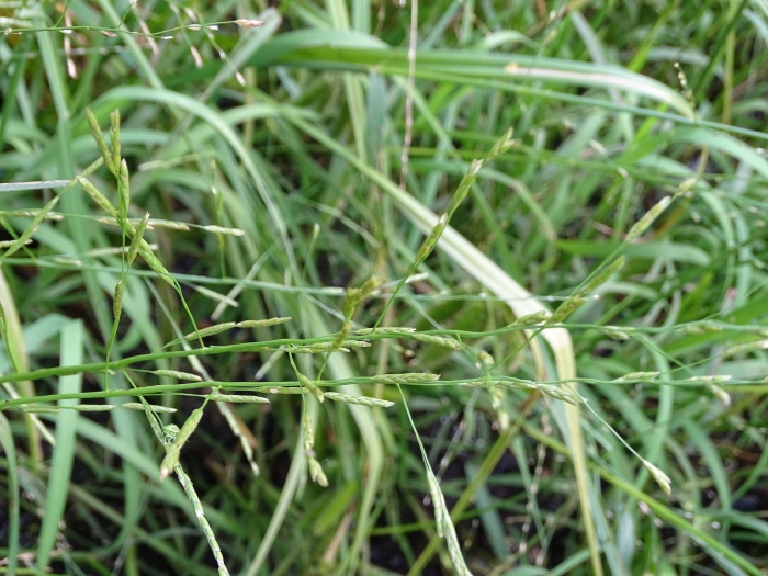 Glyceria fluitans image