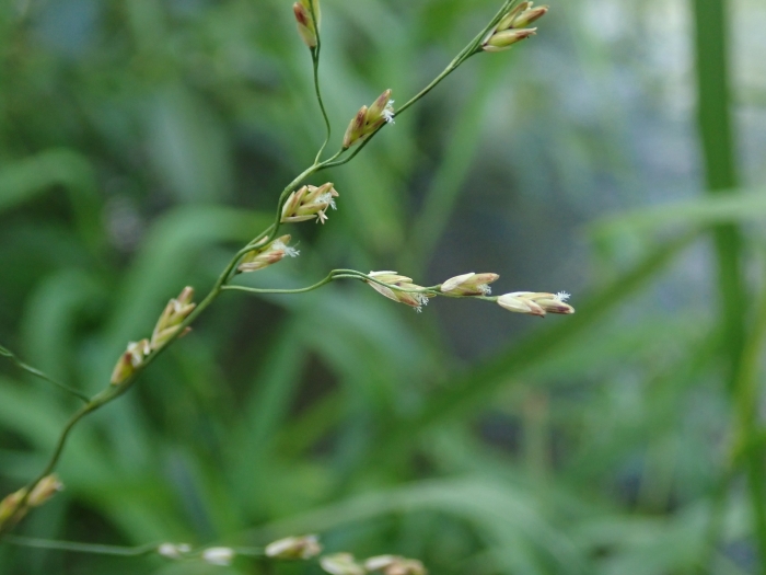 Glyceria maxima image
