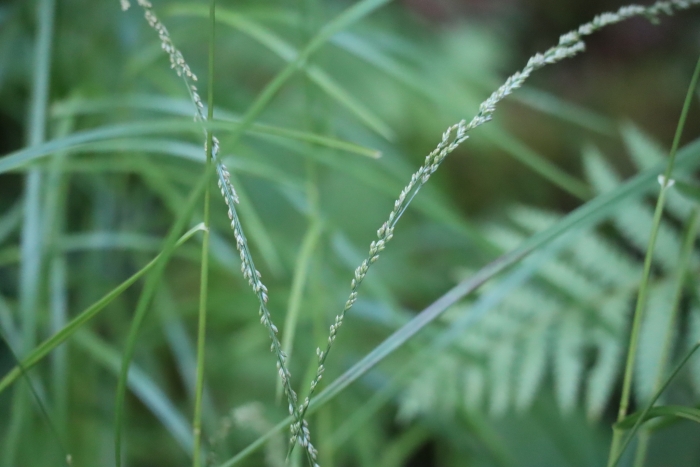 Glyceria melicaria image
