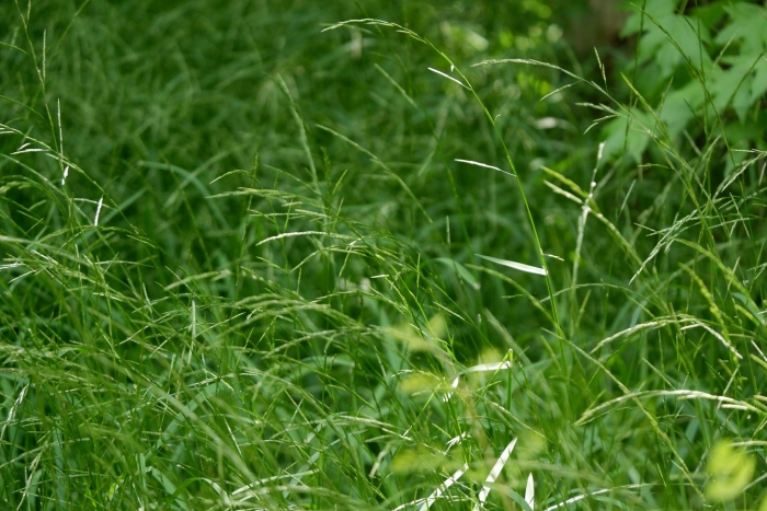 Glyceria septentrionalis image