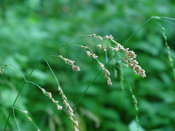 Glyceria striata image