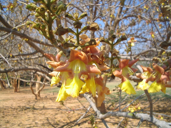 Gmelina arborea image