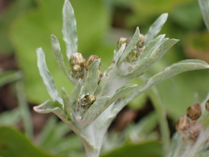Gnaphalium uliginosum image