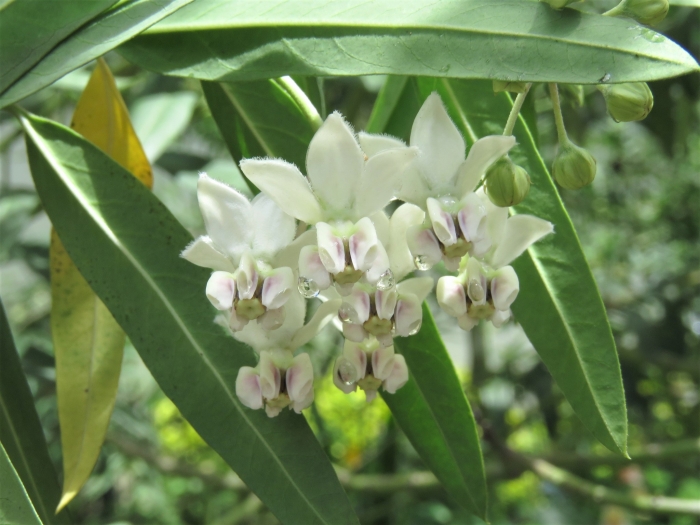 Gomphocarpus physocarpus image