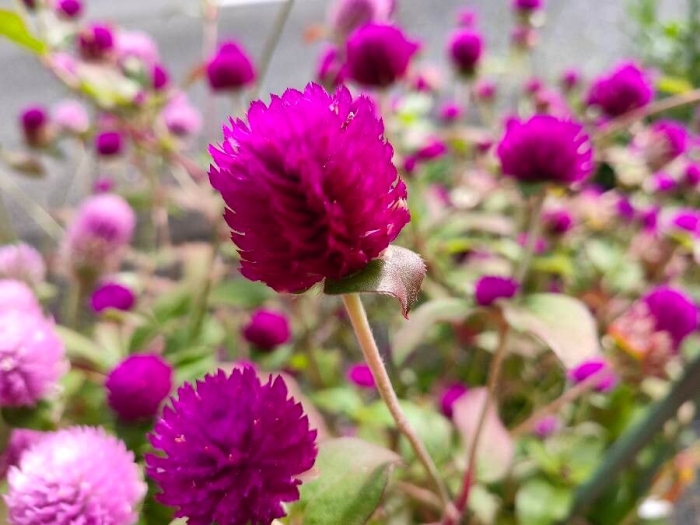 Gomphrena globosa image