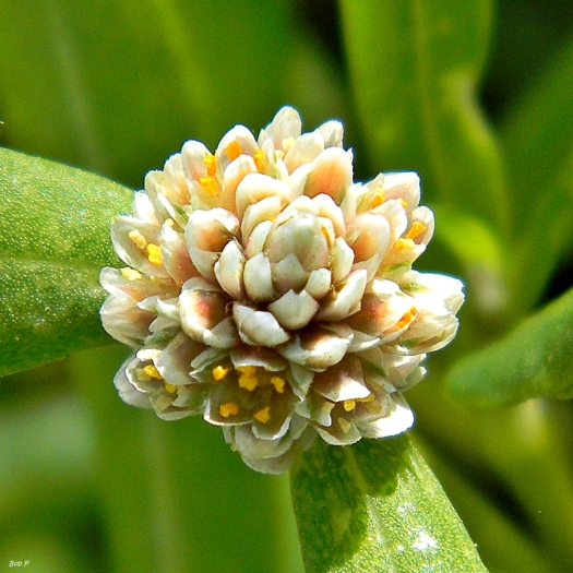 Gomphrena vermicularis image