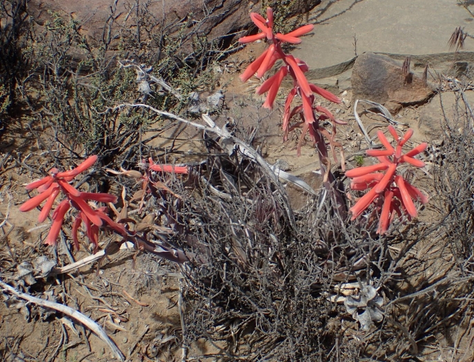Gonialoe variegata image