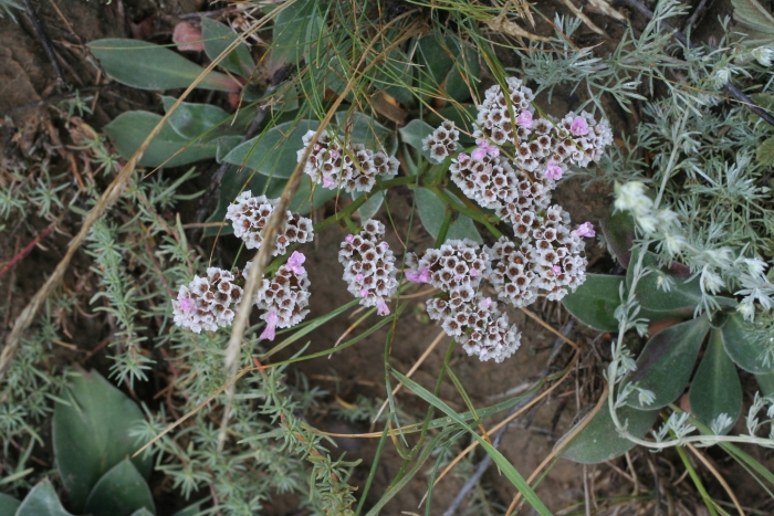Goniolimon speciosum image