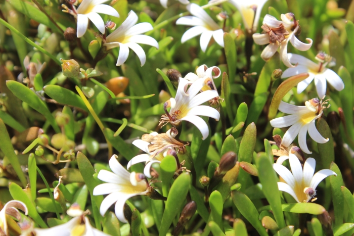 Selliera radicans image