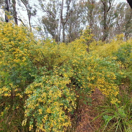 Goodia lotifolia image