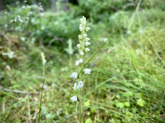 Goodyera repens image