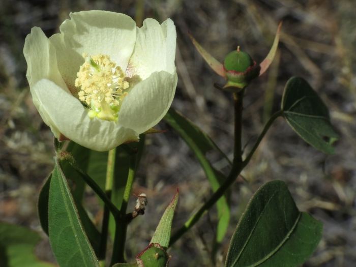 Gossypium thurberi image