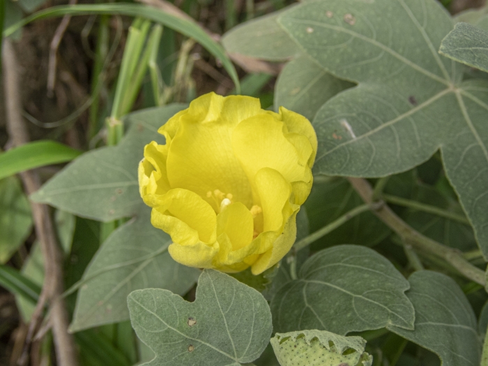 Gossypium tomentosum image