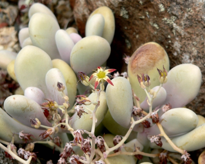 Graptopetalum amethystinum image