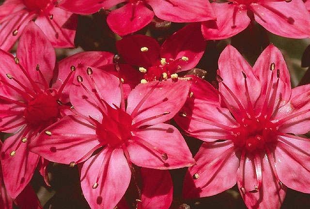 Graptopetalum bellum image